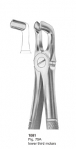  Fig. 79A lower third molars 